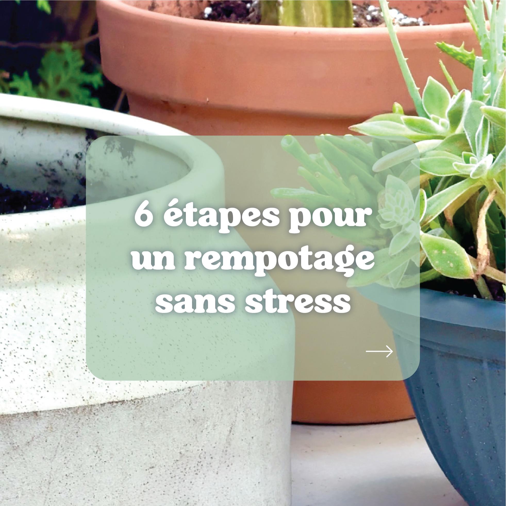 6 étapes faciles et sans stress pour rempoter ses plantes