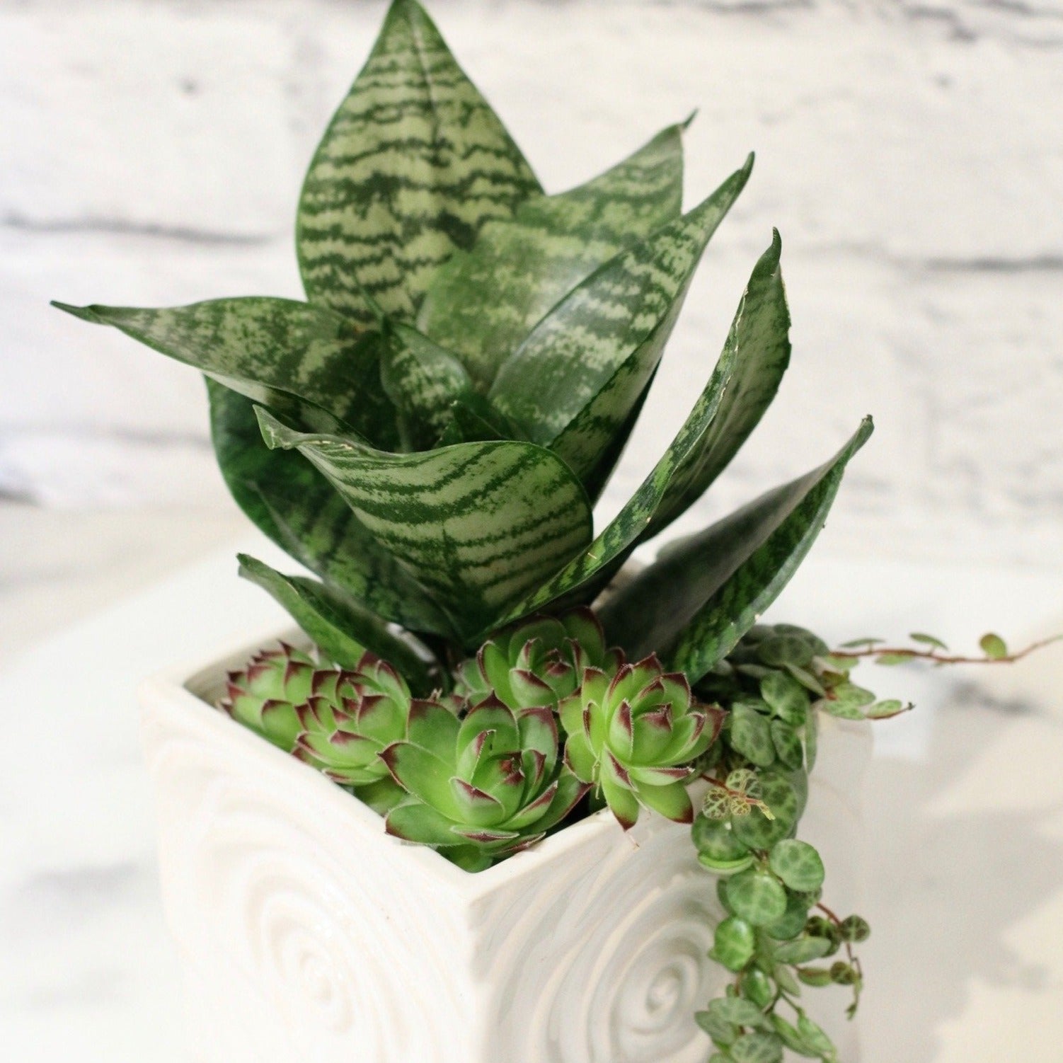 Arrangements de plantes