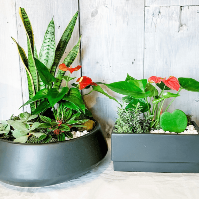 Arrangement plantes