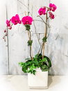 Arrangement Orchidée et plantes grasses