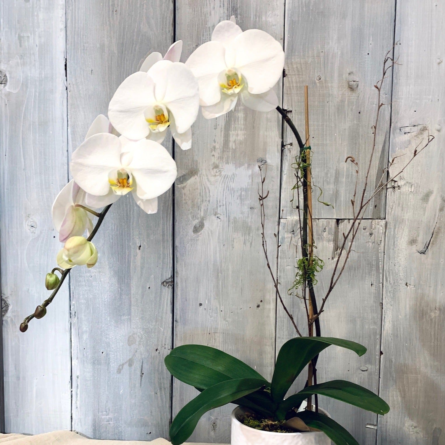 Orchidees blanches