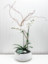 Arrangement d'orchidée et plantes grasses